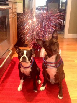 My pets celebrating this past July 4th